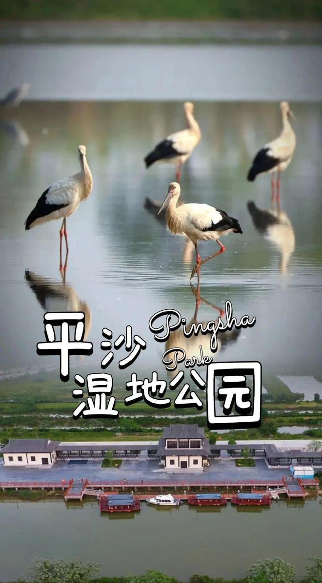 华体会hth交易！ 金湾又一湿地公园开园啦！ 珍稀候鸟、原生态湿地……